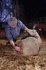 Züchter hilft einem Merino -Schaf  sein Lamm niederzulegen