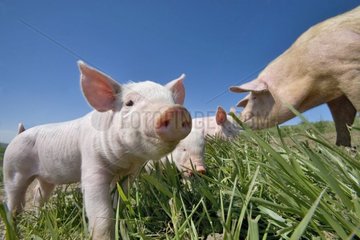 Large white piglets in grass wih its mother France