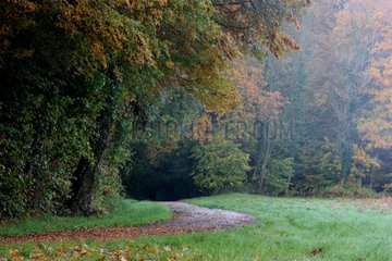 Edge of the forest in autumn - Alsace France