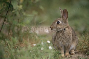 Wild rabbit France