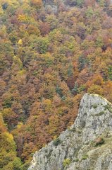 Autumn forest on steep slopes Valley Seuge France
