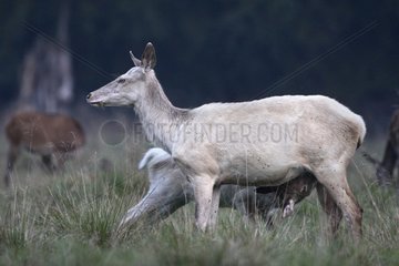 White hind and her fawn Park Dyrehaven Denmark