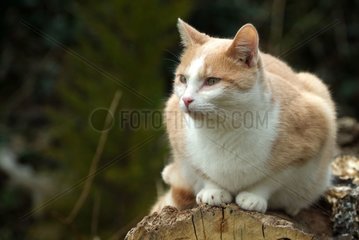 White and russet-red cat lying on a cut tree trunk