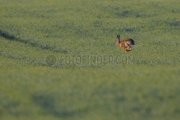 European Hare running in a field of grain France