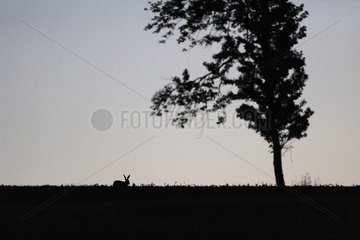 European Hare in a field before sunrise France