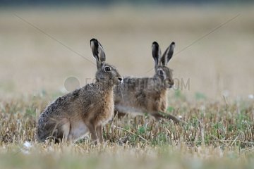 Two European Hares in a field of grain in summer