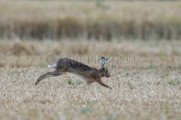 European Hare in a field of grain in summer