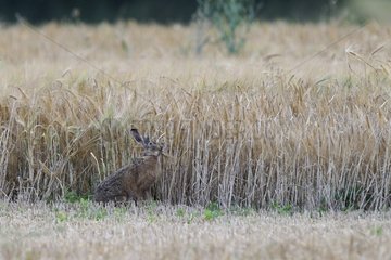 European Hare in a field of grain in summer France