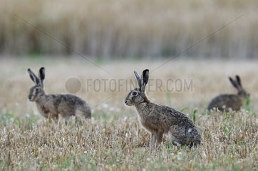 European Hares in aguets in a field of grain France