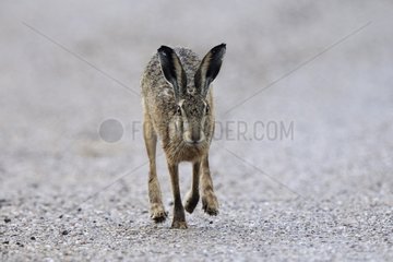 European Hare on a country road to dawn Vosges