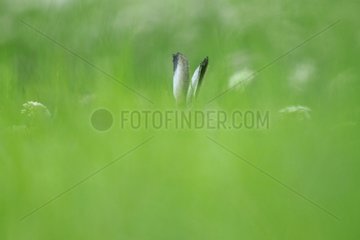 European Hare hidden in the tall grass in summer