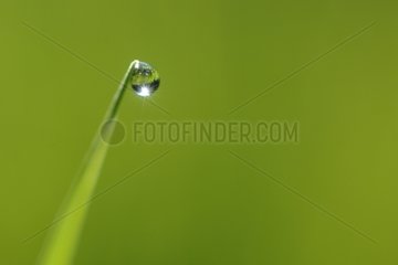 Dewdrop atop a blade of grass