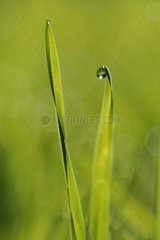 Dewdrop atop a blade of grass
