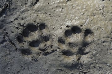 Footprints of Pine Marten in the mud France