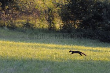 European Pine Marten crossing a clearing at dawn France