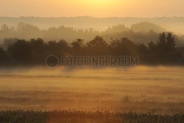 Morning fog at sunrise on a wet meadow