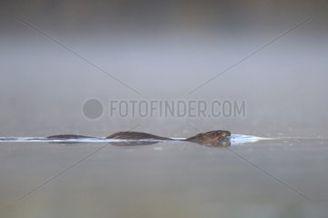 Muskrat swimming at dawn in a pond Plaine des Vosges