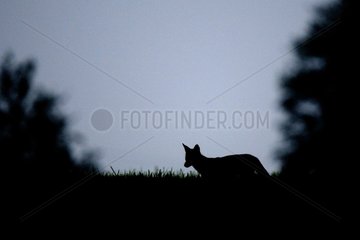 Silhouette of Red Fox in the dark summer France