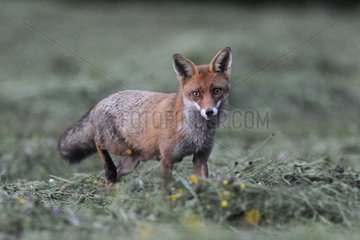 Adult red fox at dusk in the spring France