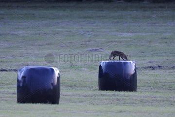 Red fox sniffing the wrapping bales in a field