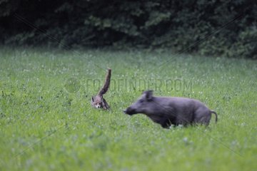 Red fox adult pursuing an adult boar France