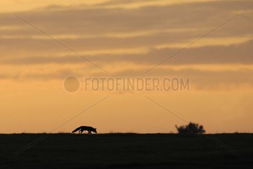 Silhouette of fox hunting before sunrise France