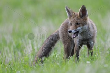 Young red fox on the lookout in a meadow in summer France