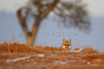 Red fox in winter at dawn in field ploughing France
