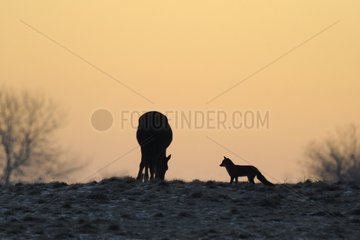 Fox and Horse in a field before sunrise France