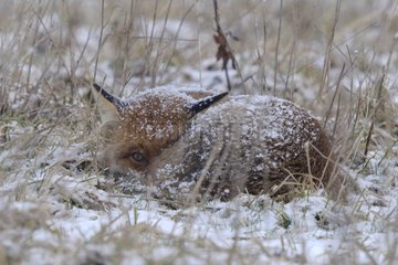 Red Fox at rest in a fallow under the snow shower