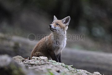 Dreaming of a Fox cub to exit the burrow in the forest