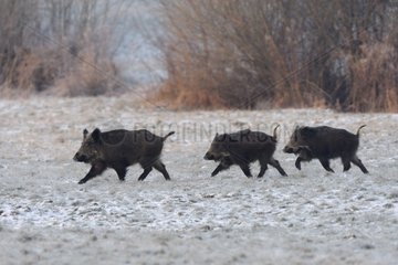 Three Eurasian Wild Pig through a frosted meadow at sunrise