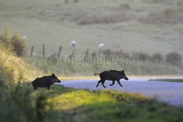 Eurasian Wild Pig crossing a country road at sunrise in june