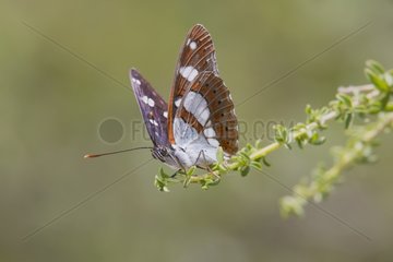 Southern White Admiral on a twig - Massif des Maures France