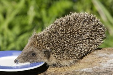 Western European Hedgehog drinking milk in a plate France