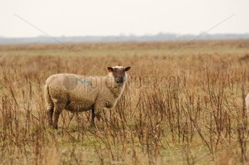 Sheep in a meadow on the coast St-Valery-sur-Somme France
