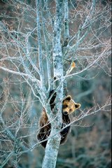 Jeune Ours brun dans un arbre PN Bayerischer Wald