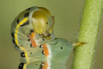 Noctuid Moth Caterpillar auf einer Stange SA ™ Ne-et-Loire