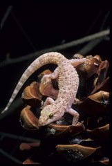Mediterranean House Gecko on pinecone Alghero Sardinia