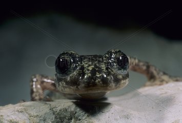 Portrait of Brown Cave Salamander Dorgali Nuoro Sardinia