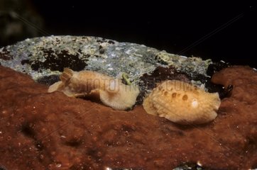 Nudibranch Thordisa Olbia Sardinia
