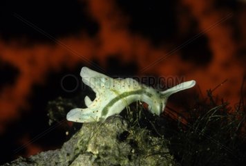 Sea Slug Elysia timida Sassari Sardinia