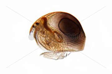 Branchiopoda Alonella excised on a white background