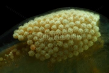 Eulimnadia texana female and eggs on a black background