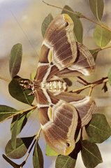 Eri silkworm on a branch