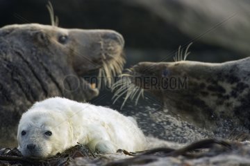 Gray seal whitecoat and fight of adults North Sea Germany