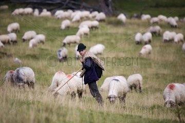Shepherd keeping his sheeps Mountains of Carpates Romania