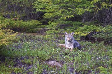 Coyote resting in the PN Kootenay in Canada