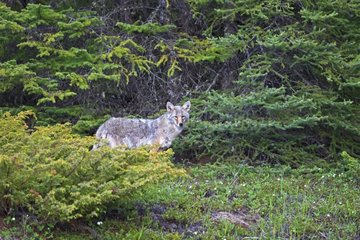 Coyote in the PN Kootenay in Canada