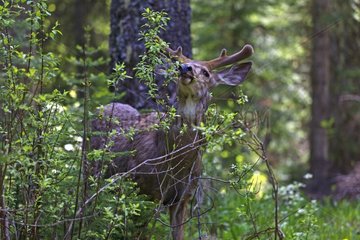 Male Mule Deer in the PN Kootenay in Canada